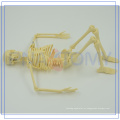 PNT-0107 venda quente anatomia de plástico HALLOWEEN esqueleto modelo